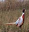 Prairie Seed Farms Pheasant Food Plot Seed